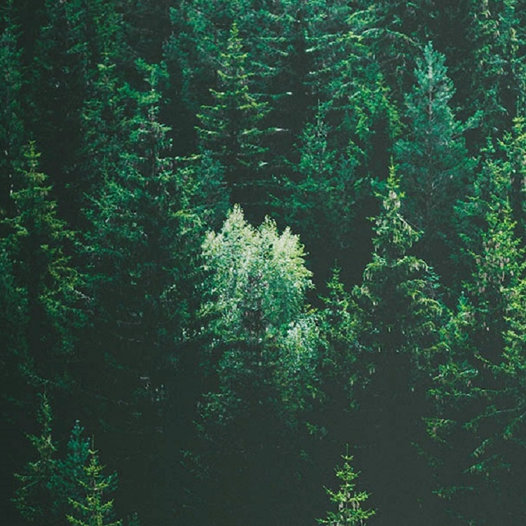 Tornar a regra comunitária de não causar danos significativos mais fácil de utilizar